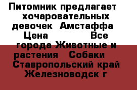 Питомник предлагает 2-хочаровательных девочек  Амстаффа › Цена ­ 25 000 - Все города Животные и растения » Собаки   . Ставропольский край,Железноводск г.